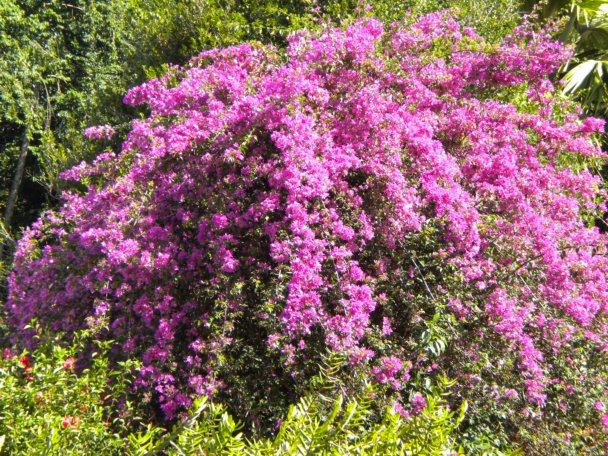Bougainvillea